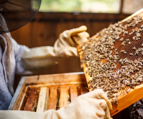 varroabehandlung-bienen