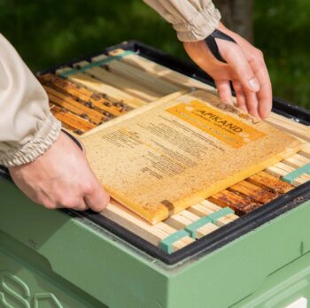 Apikand Futterteig mit Pollen 1 KG Teig in einer praktischen Packung von 1 kg. Es kann direkt auf Rähmchen oder im Feeder hingelegt werden. Ausgezeichnete Wahl für Überwinterung von Bienen, stimuliert das Wachstum.