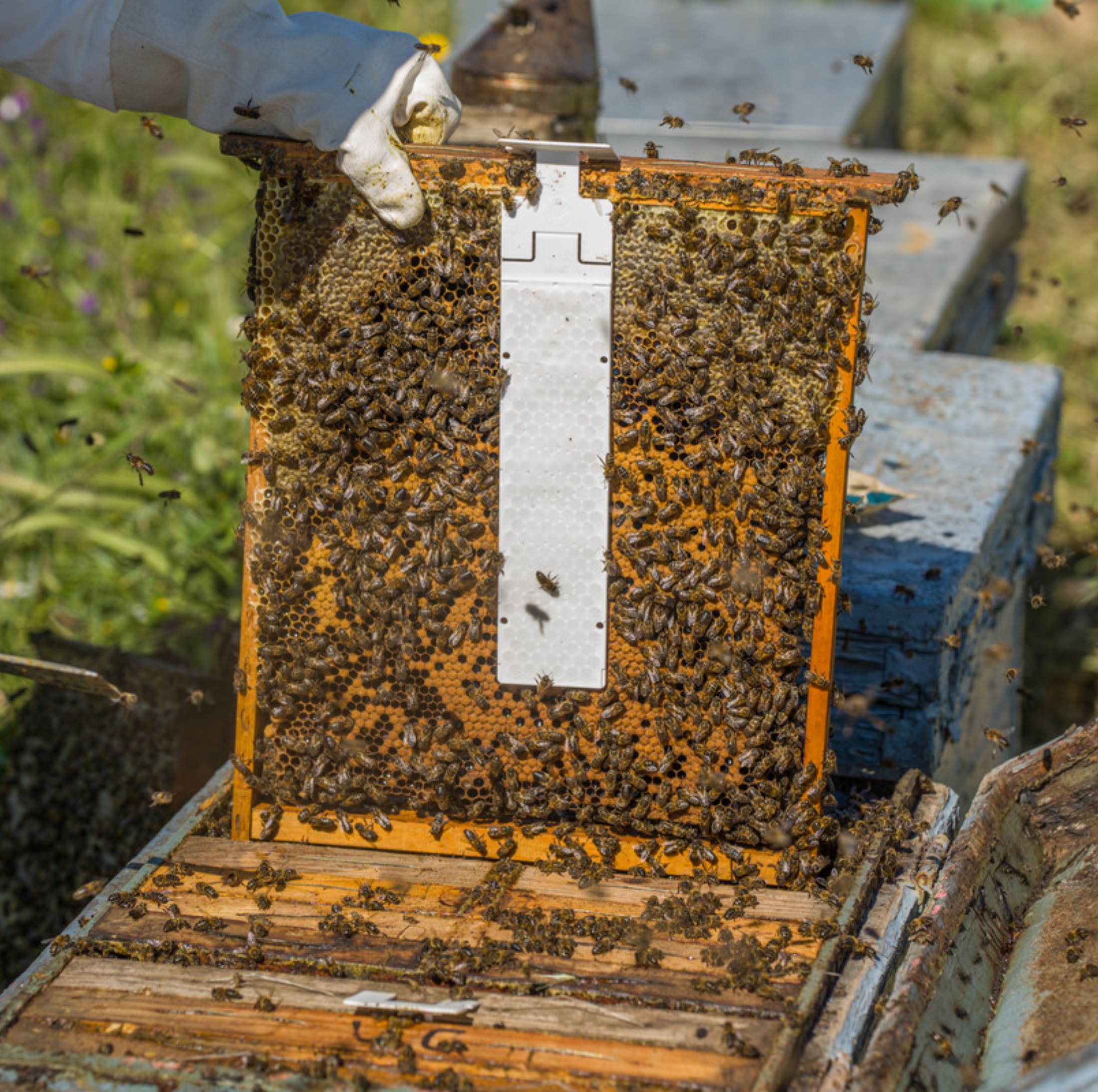 Calistrip® BIOX Oxalsäurestreifen sind die zeitsparende und zuverlässige Lösung zur Varroabehandlung bei Honigbienen. Die EU-weit zugelassenen Oxalsäurestreifen wirken temperaturunabhängig und eignen sich ideal für Sommerbehandlungen – mit oder ohne Brut. Ein Beutel enthält 10 Streifen für 5 Völker, Dosierung 2 Streifen pro Volk, Langzeitwirkung über 6 Wochen. Einfache Anwendung, 0 Tage Wartezeit für Honig, geeignet für konventionelle und Bio-Imkerei. Effektiv, sicher und praxisbewährt.