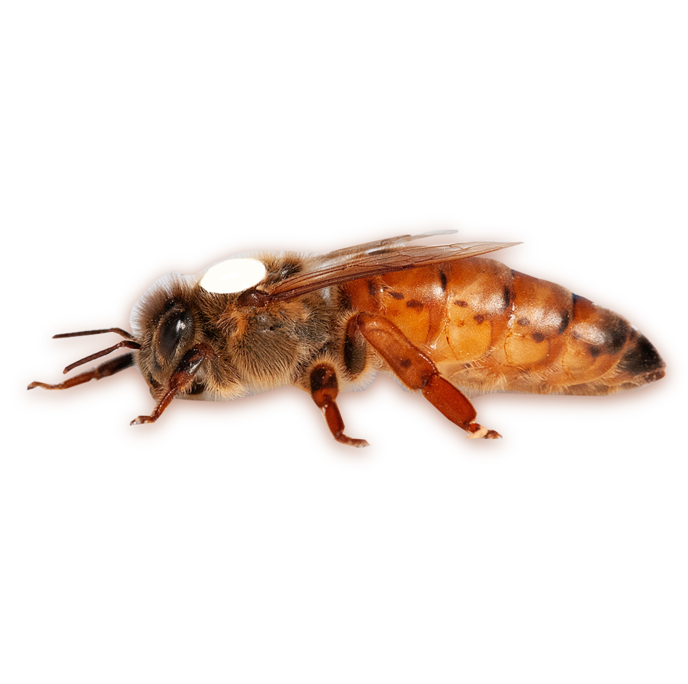 Bienenkönigin standbegattet aus dem Allgäu nach der bewährten Zuchtlinie SA-126/4. Die Königin ist sofort einsatzbereit für Ihre Imkerei, wird erst nach erfolgreicher Brutprüfung versendet und entwickelt sich bereits vier Wochen im Kieler Begattungskasten. Ideal für Hobby- und Berufsimker, die Wert auf leistungsstarke, geprüfte und zuverlässige Königinnen legen. Sicherer Versand von Montag bis Mittwoch für kurze Transportzeiten.