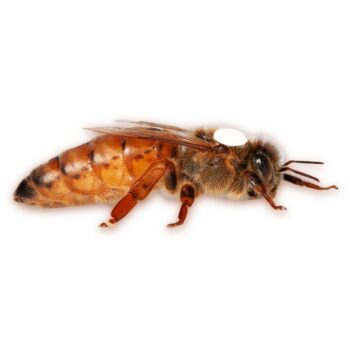 Unbegattete Bienenkönigin aus dem Allgäu der bewährten Zuchtlinie SA-126/4 aus eigener selektierter Zucht. Die leistungsstarke Königin eignet sich ideal für Imker, die ihre Anpaarung gezielt steuern möchten. Seit über 20 Jahren bewährte Zuchtarbeit sorgt für starke Völker, gesunde Entwicklung und nachhaltigen Imkereierfolg.