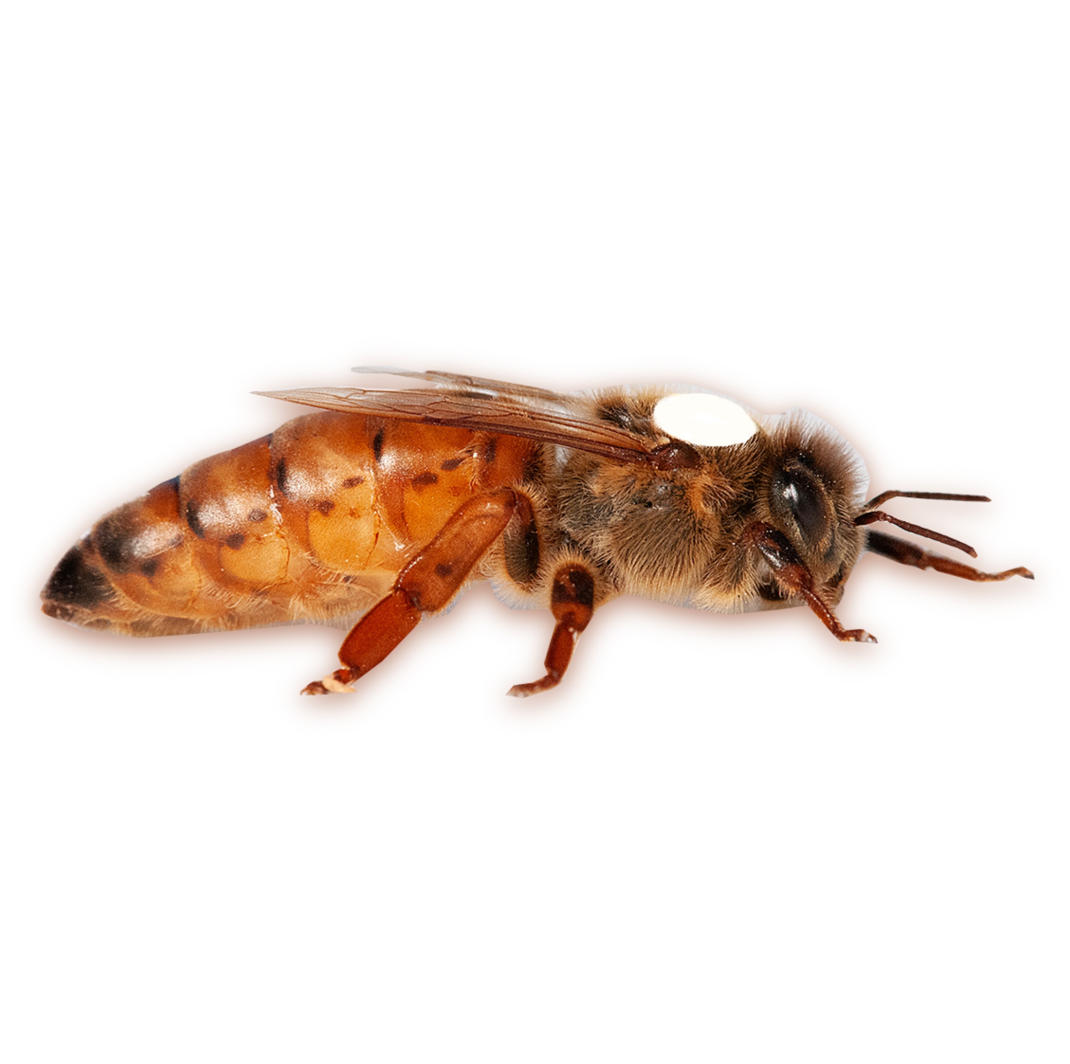 Unbegattete Bienenkönigin aus dem Allgäu der bewährten Zuchtlinie SA-126/4 aus eigener selektierter Zucht. Die leistungsstarke Königin eignet sich ideal für Imker, die ihre Anpaarung gezielt steuern möchten. Seit über 20 Jahren bewährte Zuchtarbeit sorgt für starke Völker, gesunde Entwicklung und nachhaltigen Imkereierfolg.