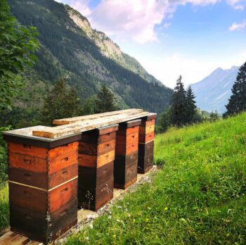 Unbegattete Bienenkönigin aus dem Allgäu der bewährten Zuchtlinie SA-126/4 aus eigener selektierter Zucht. Die leistungsstarke Königin eignet sich ideal für Imker, die ihre Anpaarung gezielt steuern möchten. Seit über 20 Jahren bewährte Zuchtarbeit sorgt für starke Völker, gesunde Entwicklung und nachhaltigen Imkereierfolg.