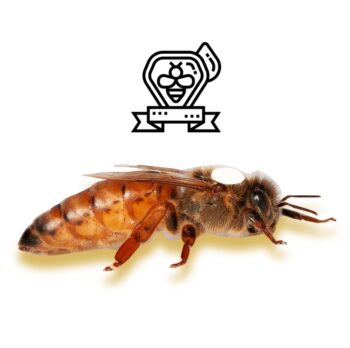 Begattete Bienenkönigin SA-126/4 aus kontrollierter Hochgebirgsbegattung – geprüfte Zuchtkönigin mit hoher Leistung, sicherer Eiablage und optimalen Eigenschaften für starke Bienenvölker.