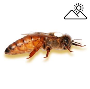 Begattete Bienenkönigin SA-126/4 aus kontrollierter Hochgebirgsbegattung – geprüfte Zuchtkönigin mit hoher Leistung, sicherer Eiablage und optimalen Eigenschaften für starke Bienenvölker.